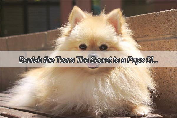 Banish the Tears The Secret to a Pups Cleareyed Charm